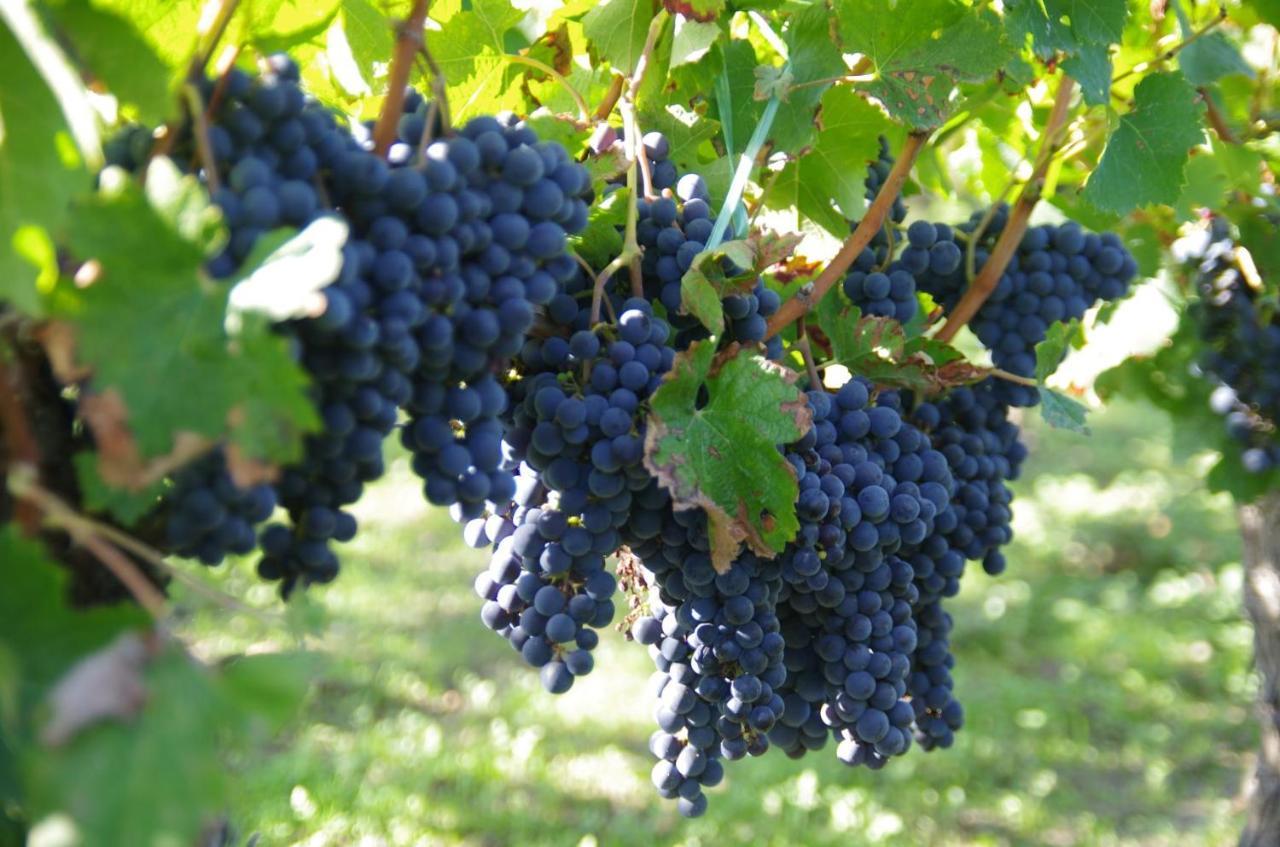 Clos De Bertinat Saint-Sulpice-de-Faleyrens Ngoại thất bức ảnh