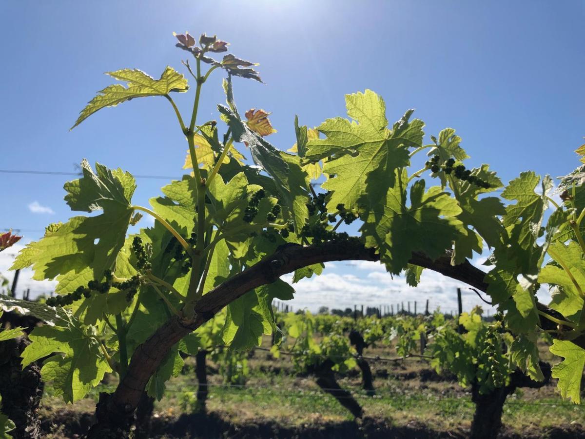 Clos De Bertinat Saint-Sulpice-de-Faleyrens Ngoại thất bức ảnh
